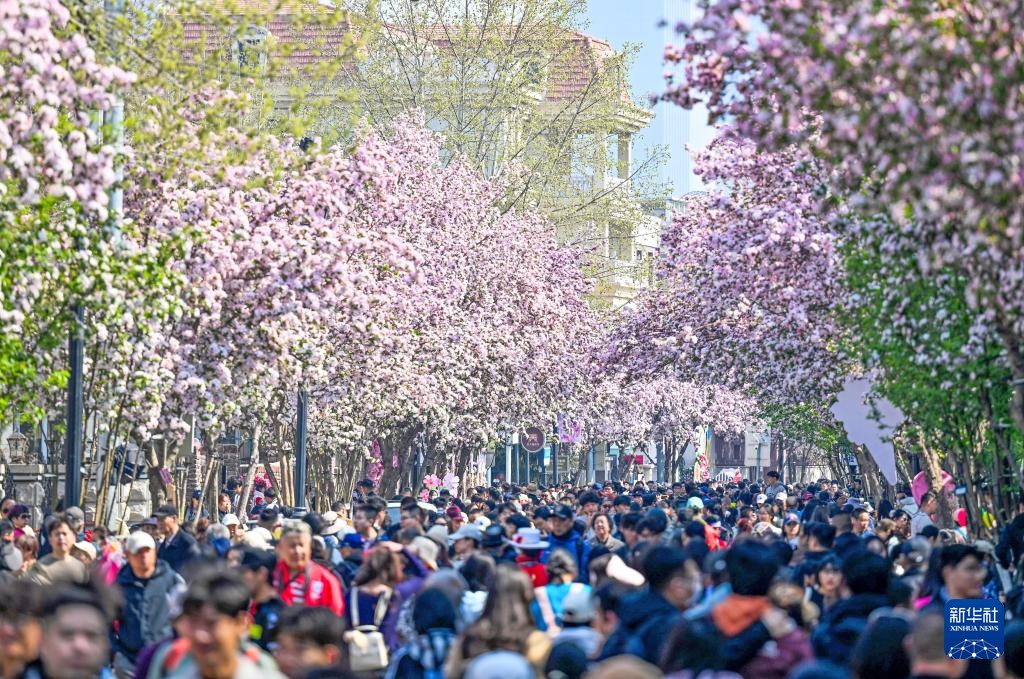 海棠花开五大道 海棠花开五大道