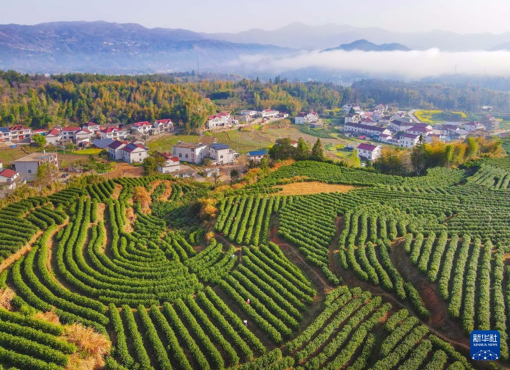 明前茶里的生态诗行 明前茶里的生态诗行