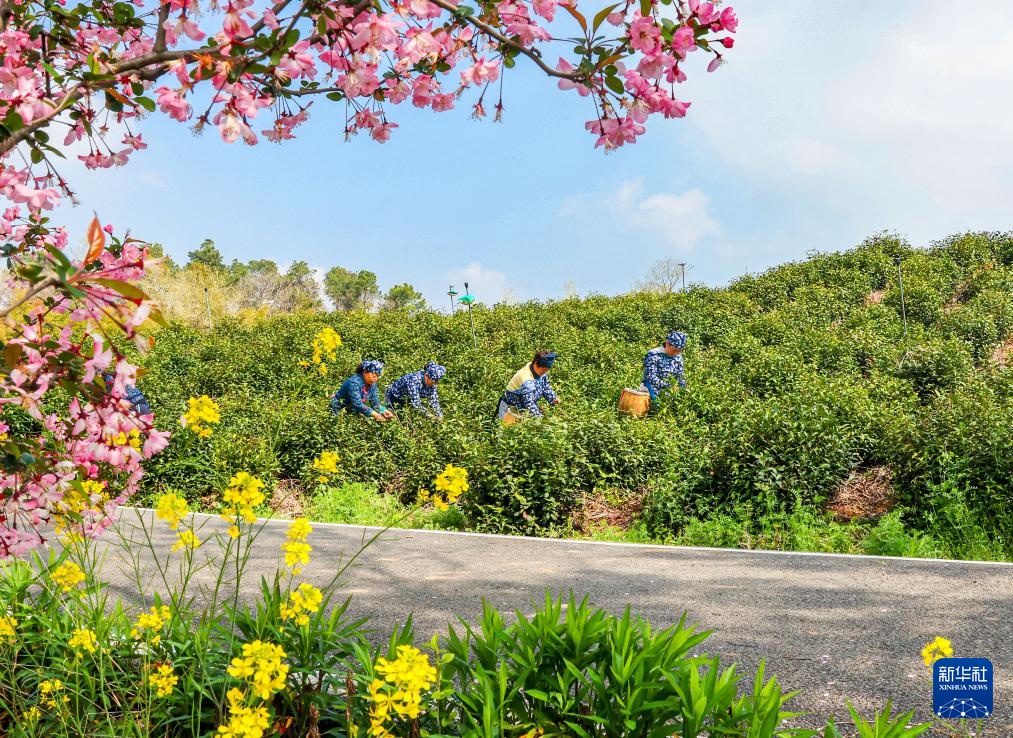 明前茶里的生态诗行 明前茶里的生态诗行