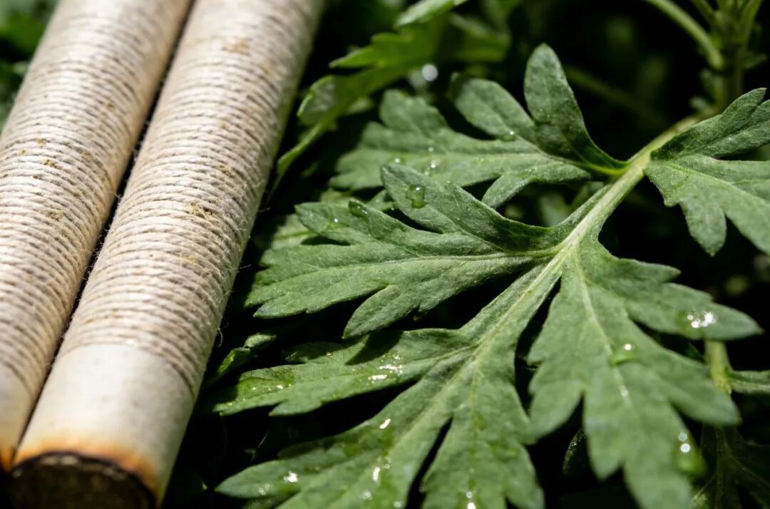 艾香漫四月｜艾灸养生正当时，老幼皆宜的科学艾灸指南~