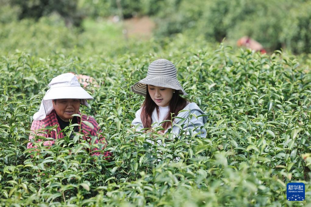 “春风十里”风筝节助力乡村春季特色文旅 “春风十里”风筝节助力乡村春季特色文旅