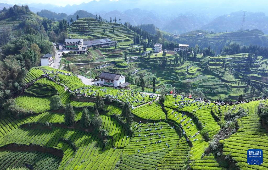 明前茶里的生态诗行 明前茶里的生态诗行