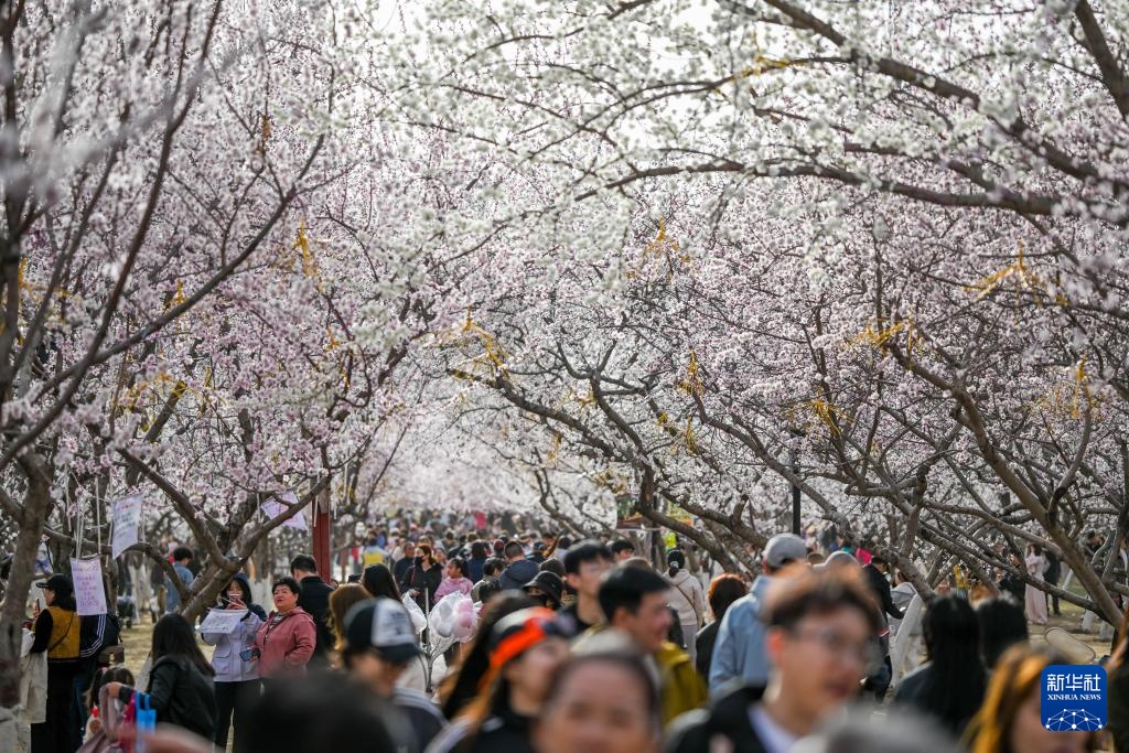 呼和浩特：青城桃花开