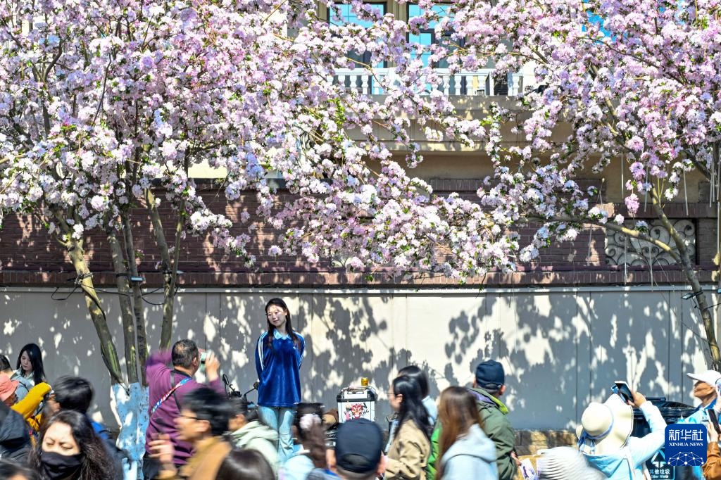 海棠花开五大道 海棠花开五大道