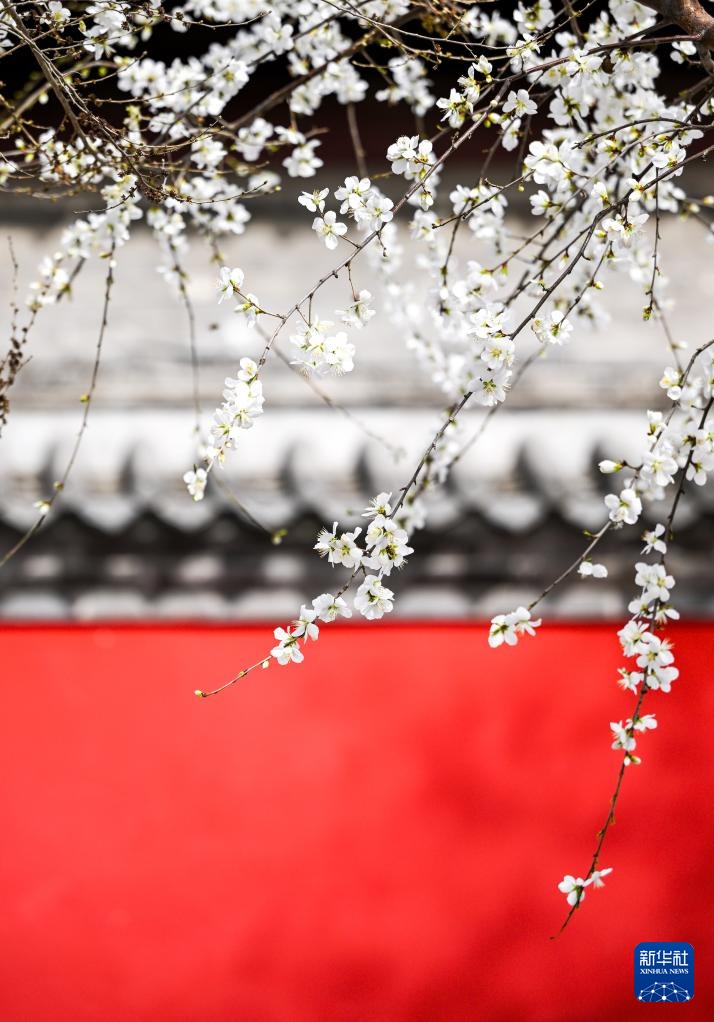 呼和浩特：青城桃花开