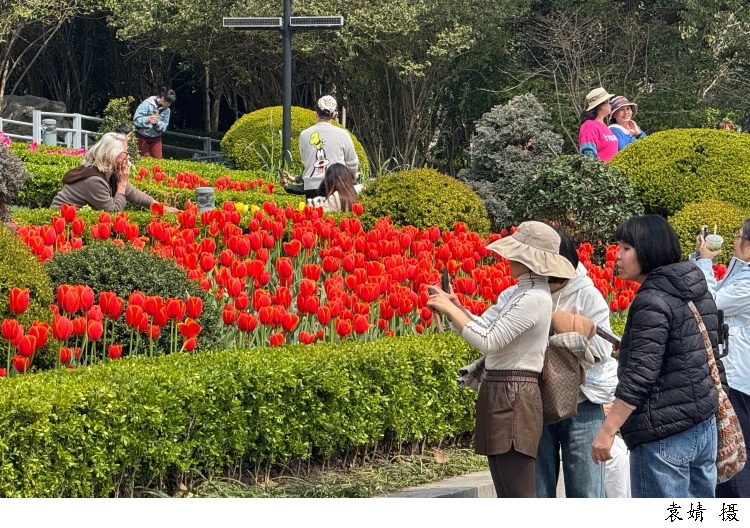医院过敏患者就诊量上升,花粉过敏竟不是花惹的祸? 医院过敏患者就诊量上升,花粉过敏竟不是花惹的祸?