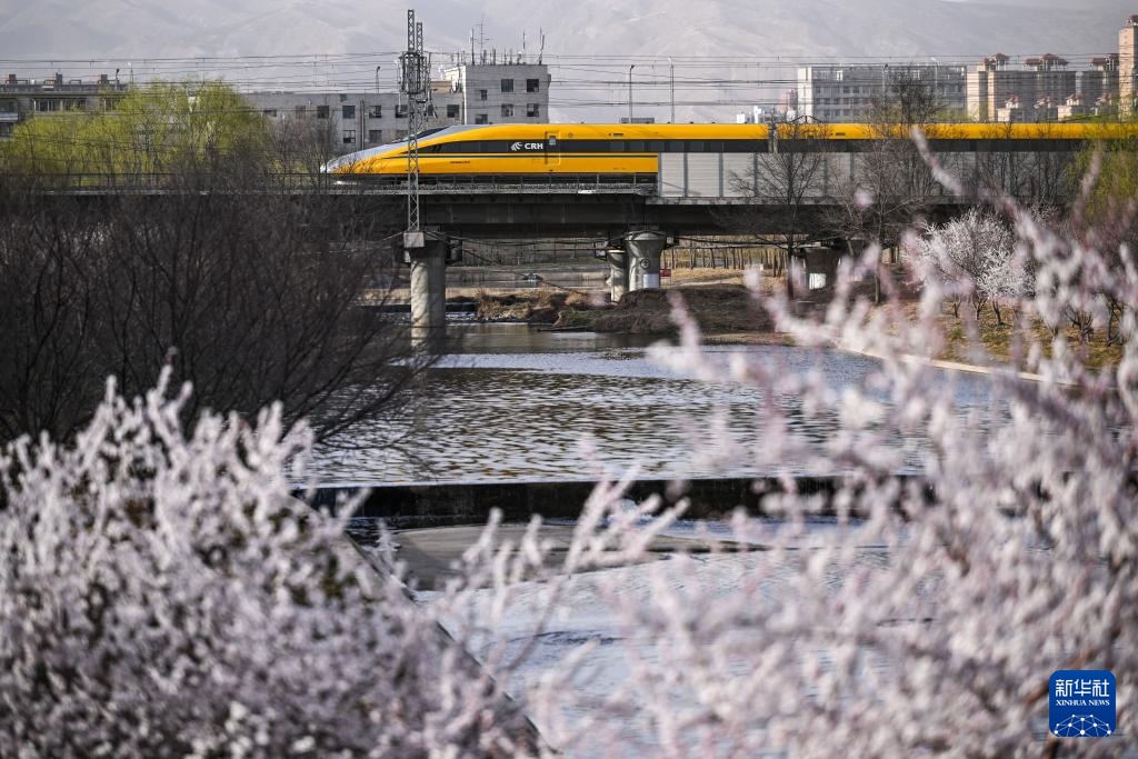 呼和浩特：青城桃花开