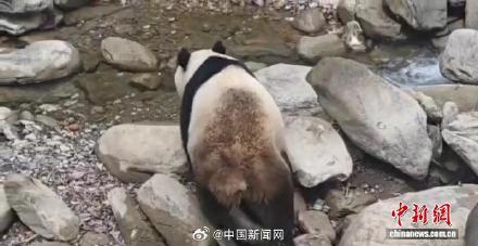 四川一男子一天偶遇两只野生大熊猫