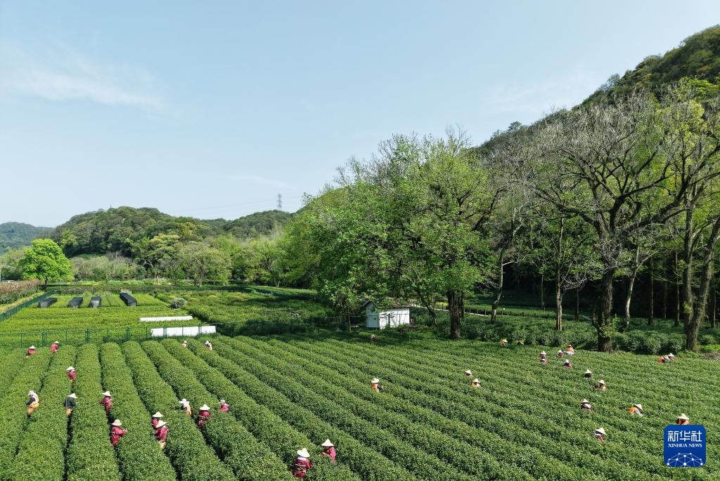 明前茶里的生态诗行 明前茶里的生态诗行