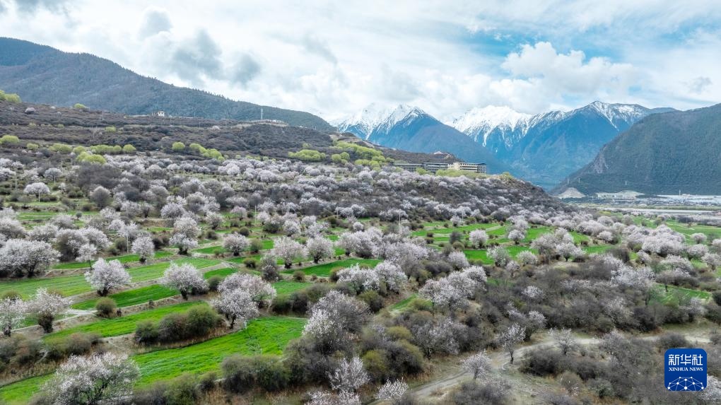 不负高原好春光 林芝桃花节开幕 不负高原好春光 林芝桃花节开幕