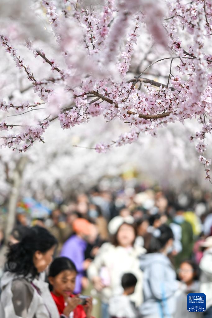 呼和浩特：青城桃花开