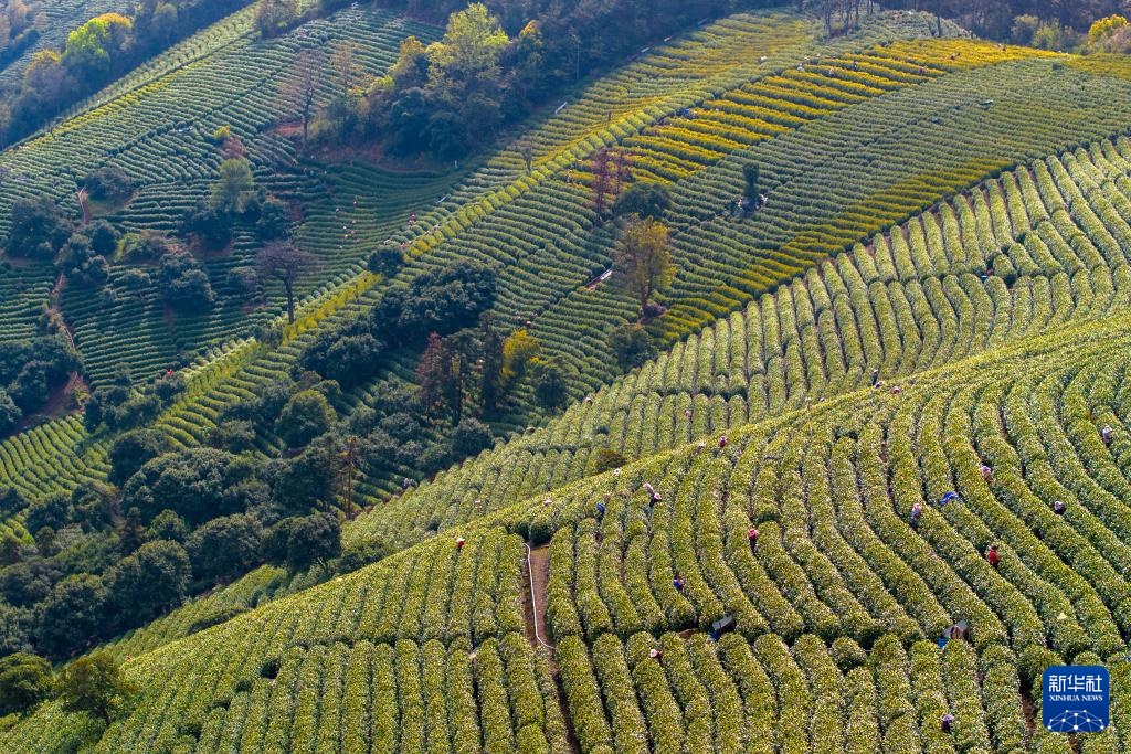 明前茶里的生态诗行 明前茶里的生态诗行