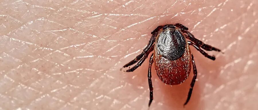 清明祭祖、踏青 做好这三步!这些虫子千万别招惹 清明祭祖、踏青 做好这三步!这些虫子千万别招惹