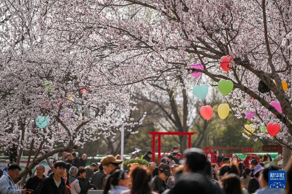 呼和浩特：青城桃花开