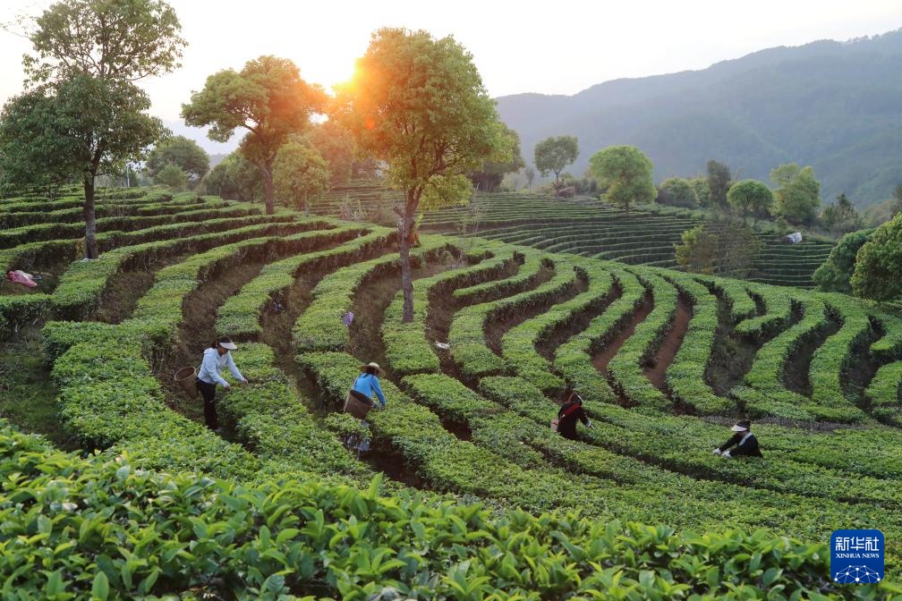 明前茶里的生态诗行 明前茶里的生态诗行