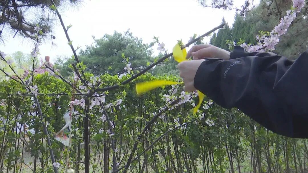 百年以后,他想被“种”在树里,“种”在花里…… 百年以后,他想被“种”在树里,“种”在花里……