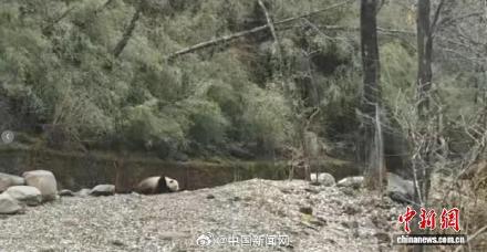 四川一男子一天偶遇两只野生大熊猫