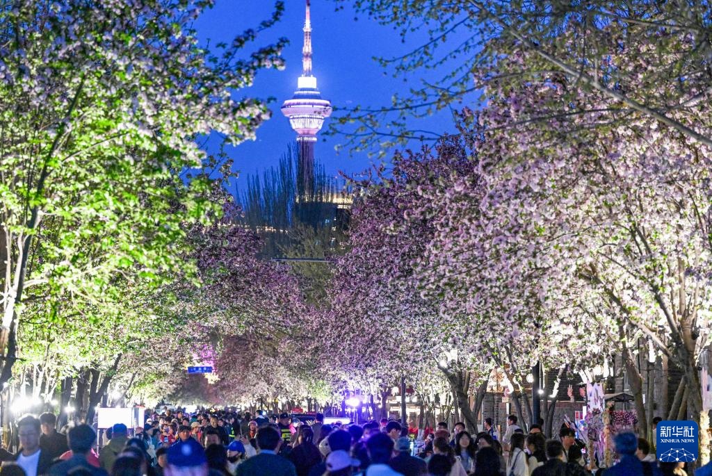 海棠花开五大道 海棠花开五大道