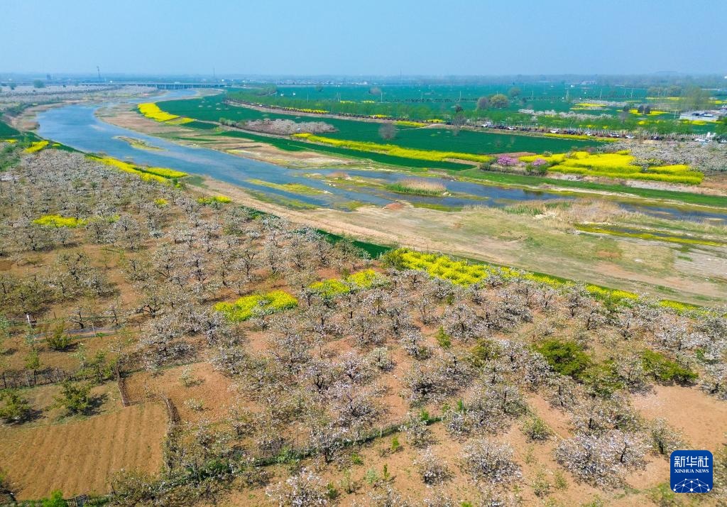 山东滕州：万亩梨花绘春日图景