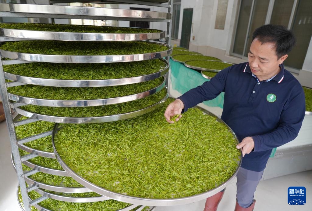 明前茶里的生态诗行 明前茶里的生态诗行