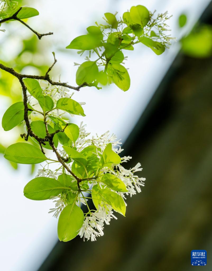 福州:三坊七巷 流苏花开 福州:三坊七巷 流苏花开