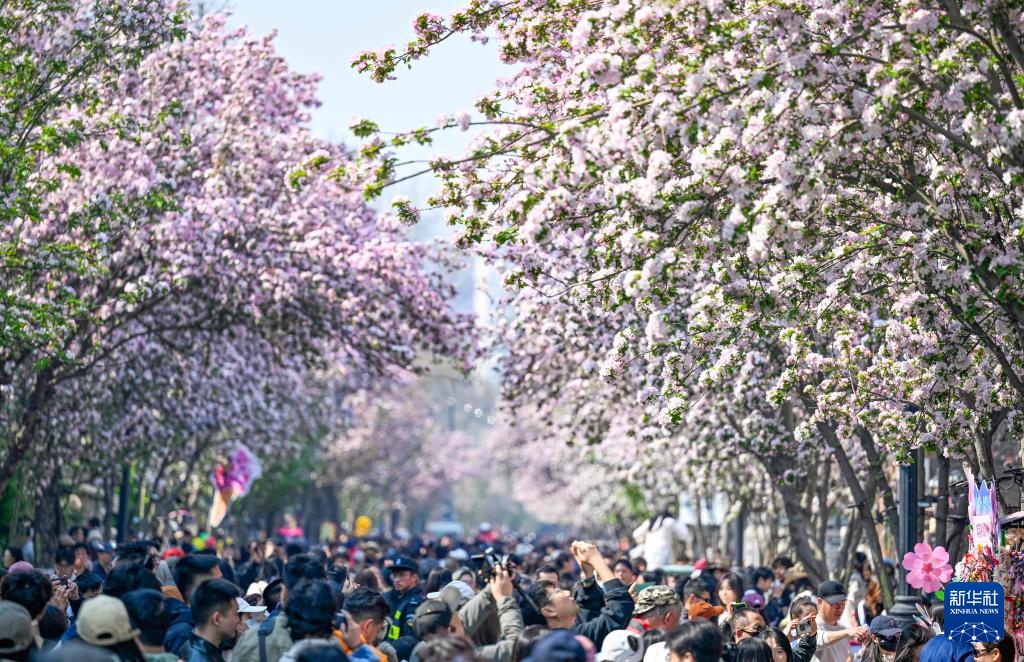 海棠花开五大道 海棠花开五大道