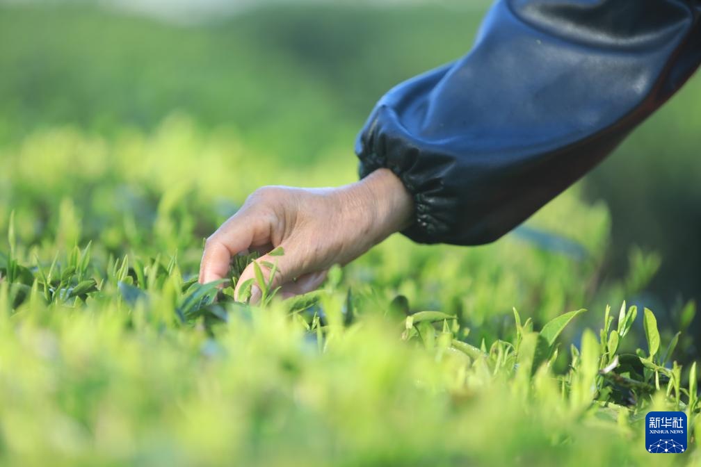 明前茶里的生态诗行 明前茶里的生态诗行