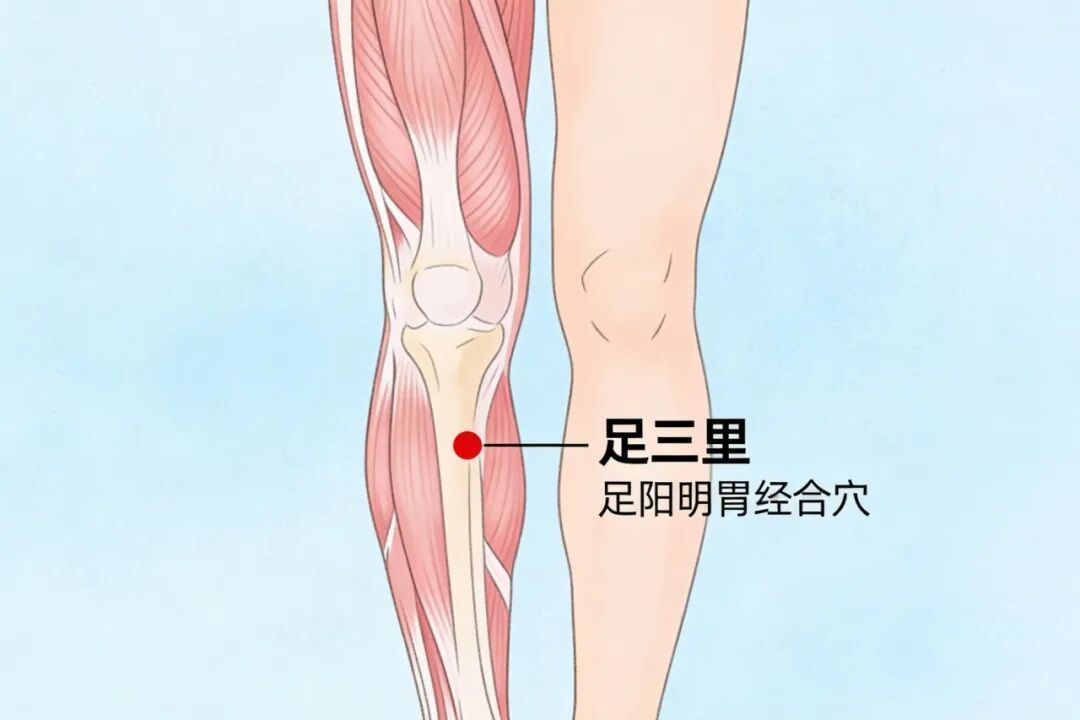 艾香漫四月｜艾灸养生正当时，老幼皆宜的科学艾灸指南~