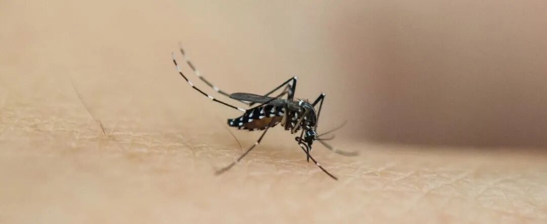 清明祭祖、踏青 做好这三步!这些虫子千万别招惹 清明祭祖、踏青 做好这三步!这些虫子千万别招惹