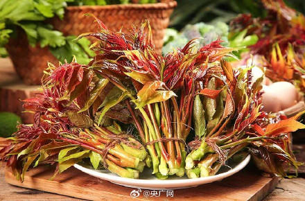 香椿一定要用热水焯烫