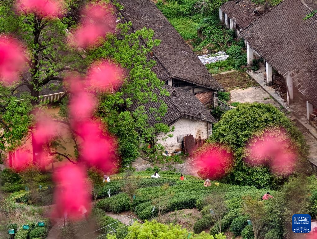 明前茶里的生态诗行 明前茶里的生态诗行