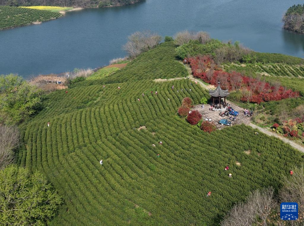 明前茶里的生态诗行 明前茶里的生态诗行