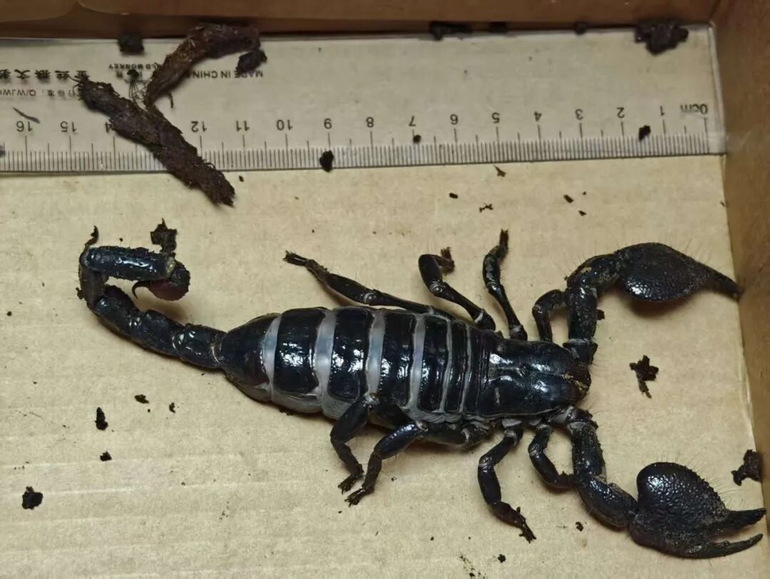 集装箱里藏18厘米长帝王蝎，黄埔海关首次截获，系外来濒危物种