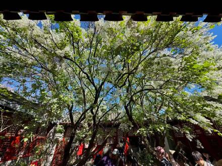 鲁迅亲手种植的白丁香101岁啦