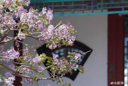 转存！北海公园丁香花开藏尽诗意