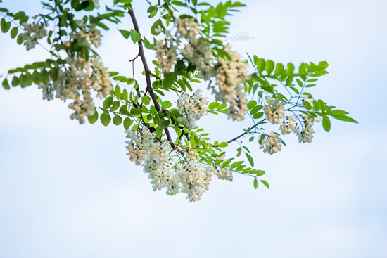 春日限定美食地图出炉 一口吃掉整个春天 春日限定美食地图出炉 一口吃掉整个春天