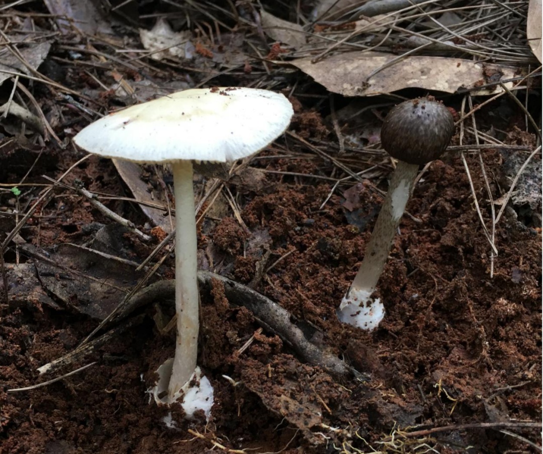 别吃!已有20人中毒 别吃!已有20人中毒