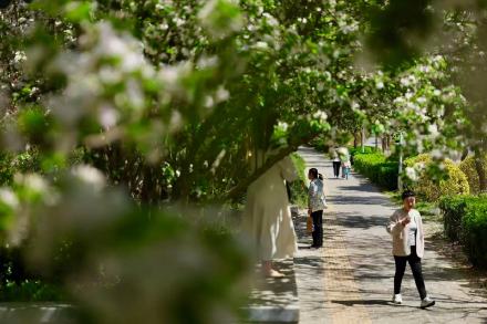 北京东三环畔海棠开，闹市藏春入画来