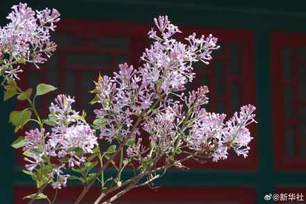 转存！北海公园丁香花开藏尽诗意