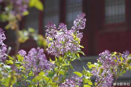 转存！北海公园丁香花开藏尽诗意