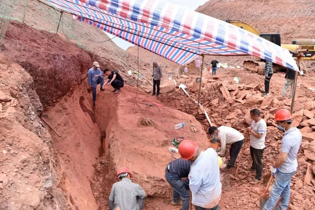 江西发现7000万年前新属种恐龙! 江西发现7000万年前新属种恐龙!