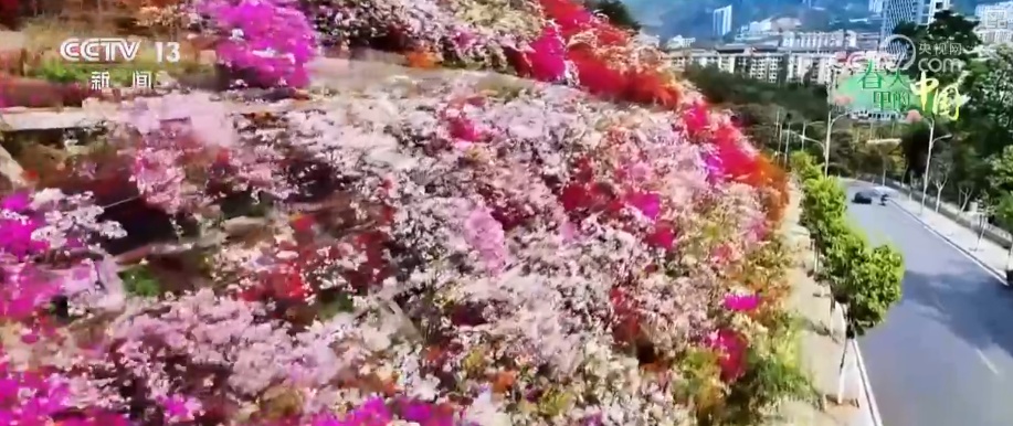 特色花海成百姓增收“钱袋子” 擦亮生态景观美丽名片添彩农文旅发展新画卷 特色花海成百姓增收“钱袋子” 擦亮生态景观美丽名片添彩农文旅发展新画卷