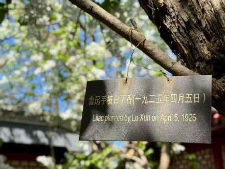 鲁迅亲手种植的白丁香101岁啦