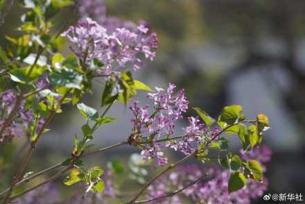 转存！北海公园丁香花开藏尽诗意