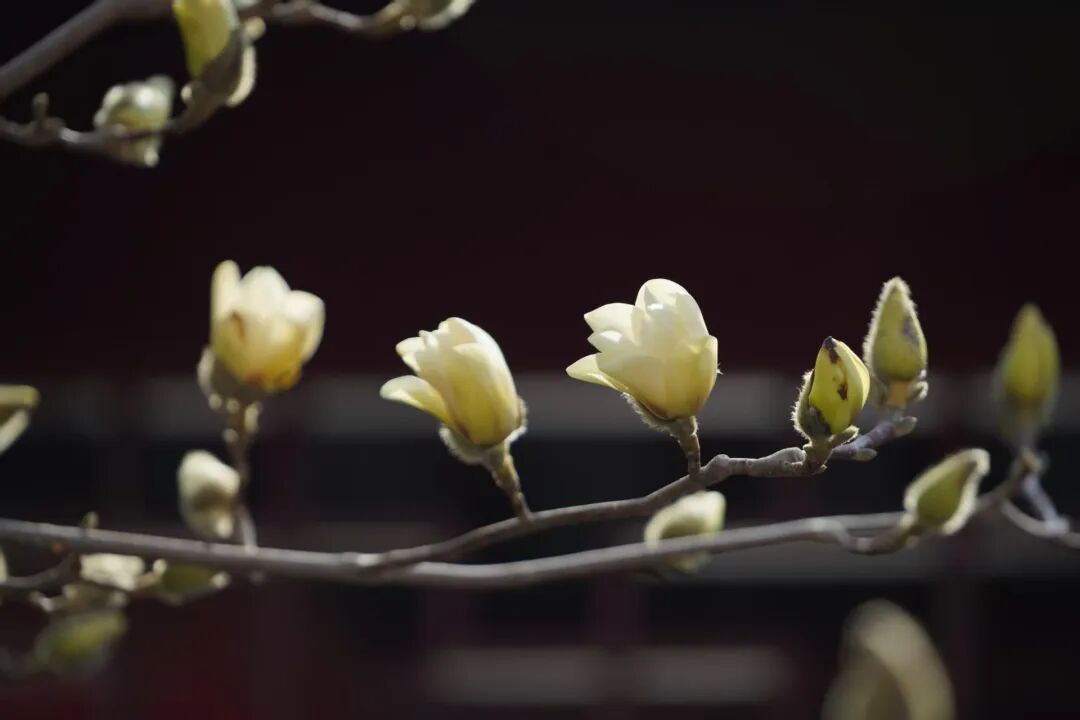 假期去踏青！沈阳推出6条春季特惠游直通车线路，发车时间、地点→