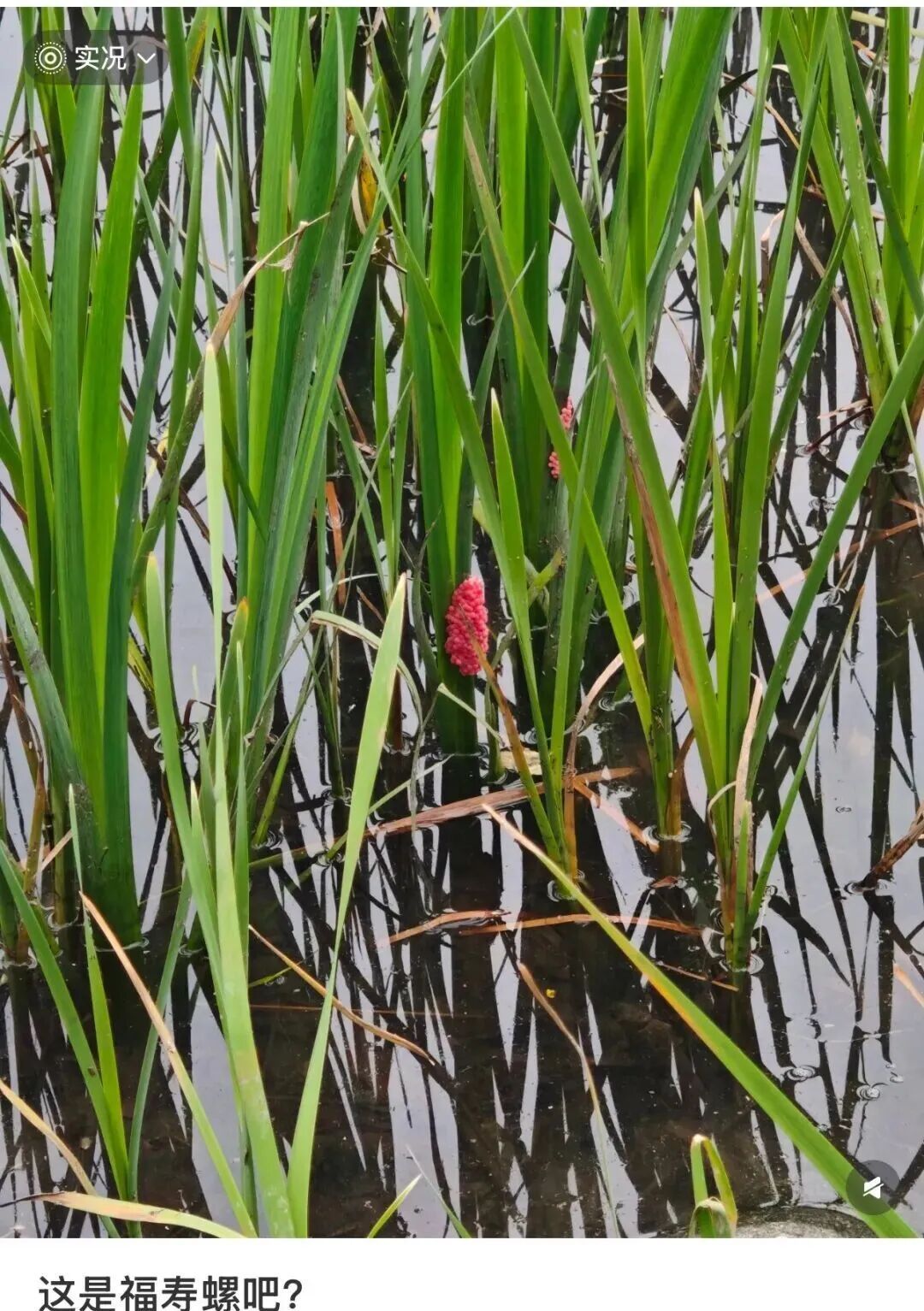 别吃！寄生虫多达6000条！近期正大量出现