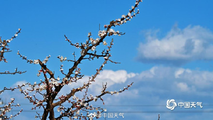 北京蓝天与杏花超配的