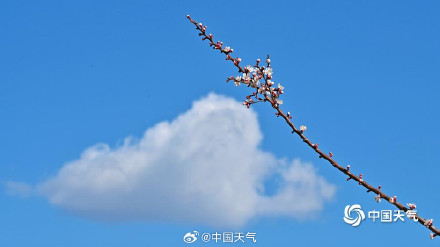 北京蓝天与杏花超配的