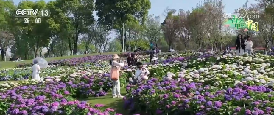 特色花海成百姓增收“钱袋子” 擦亮生态景观美丽名片添彩农文旅发展新画卷 特色花海成百姓增收“钱袋子” 擦亮生态景观美丽名片添彩农文旅发展新画卷