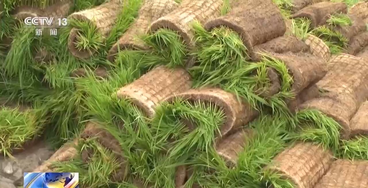 “插秧早”为什么“不如养秧老”?专家:可以更好应对低温 “插秧早”为什么“不如养秧老”?专家:可以更好应对低温